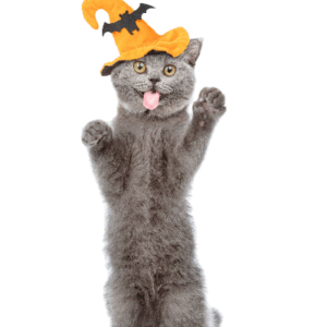 SOMBRERO BRUJA PARA MASCOTAS NARANJA