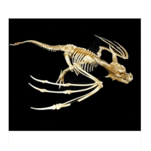 ESQUELETO DE PTEROSAURIO : 90x90x30 cm