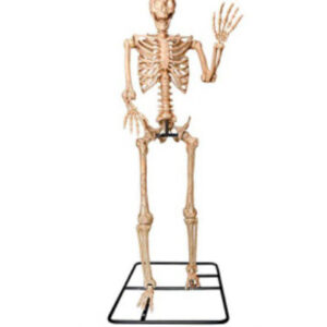 ANIMATRONIC SKELETON