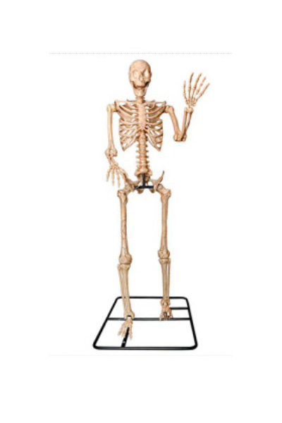 ANIMATRONIC SKELETON
